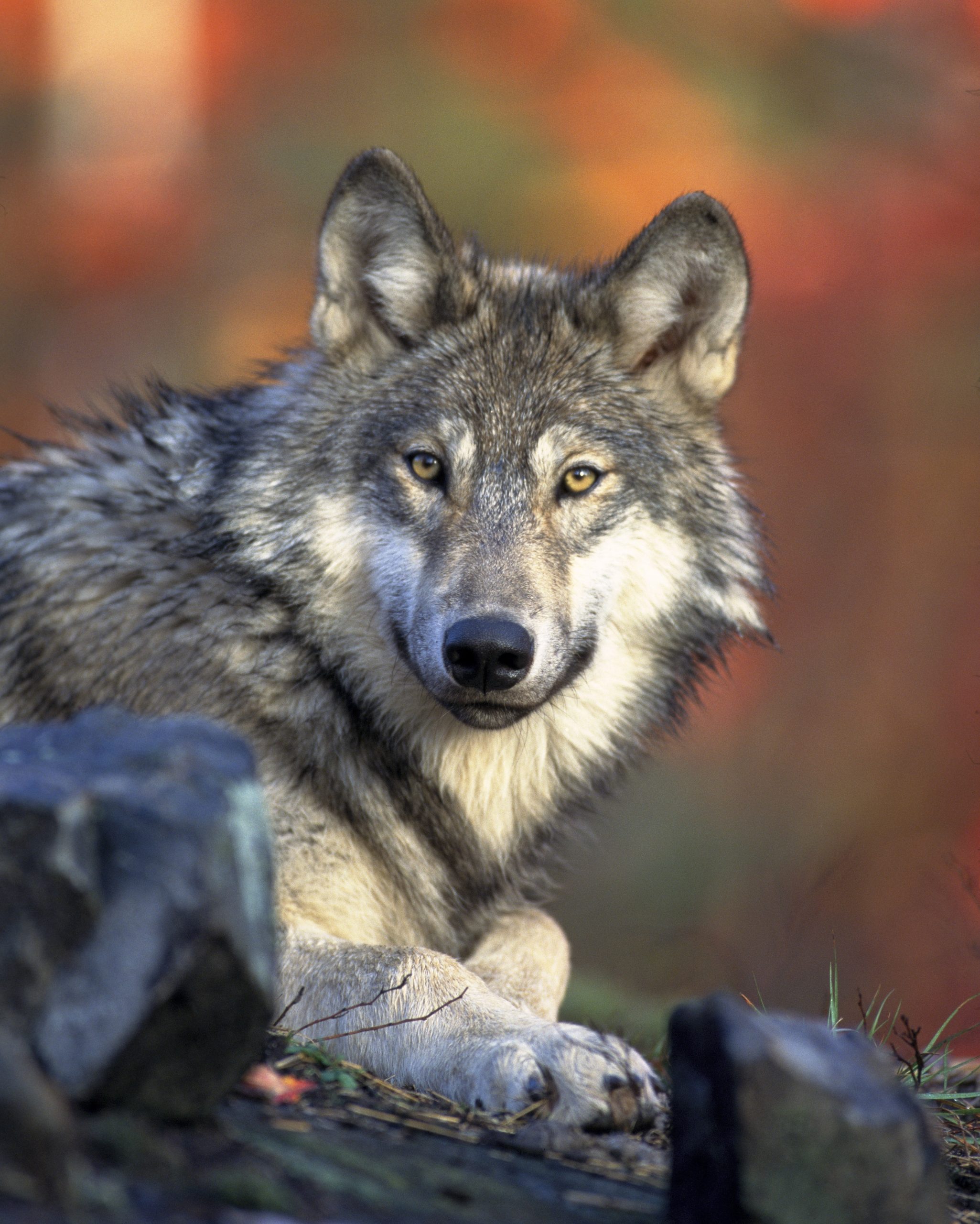 Wölfe und Nachhaltigkeit in der Region
