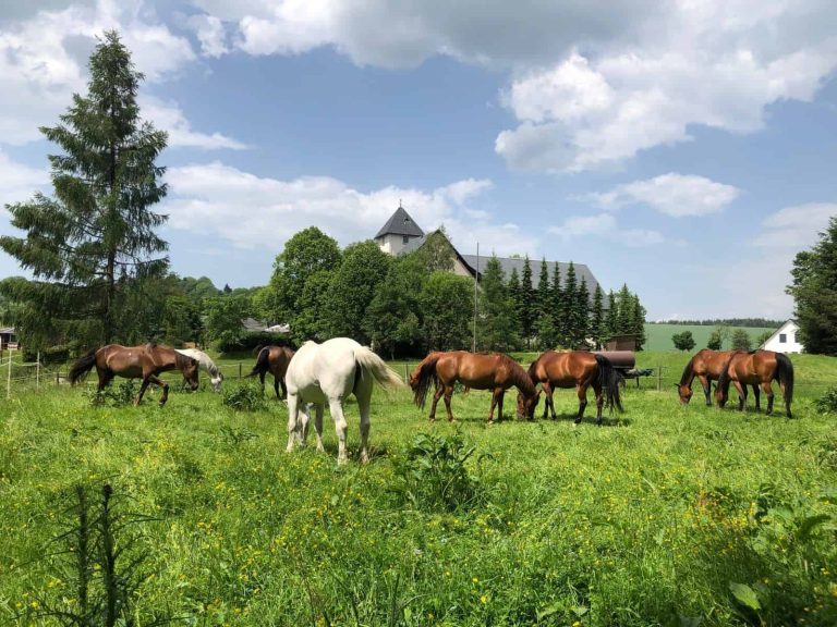 Horse riding – Landhotel Altes Zollhaus