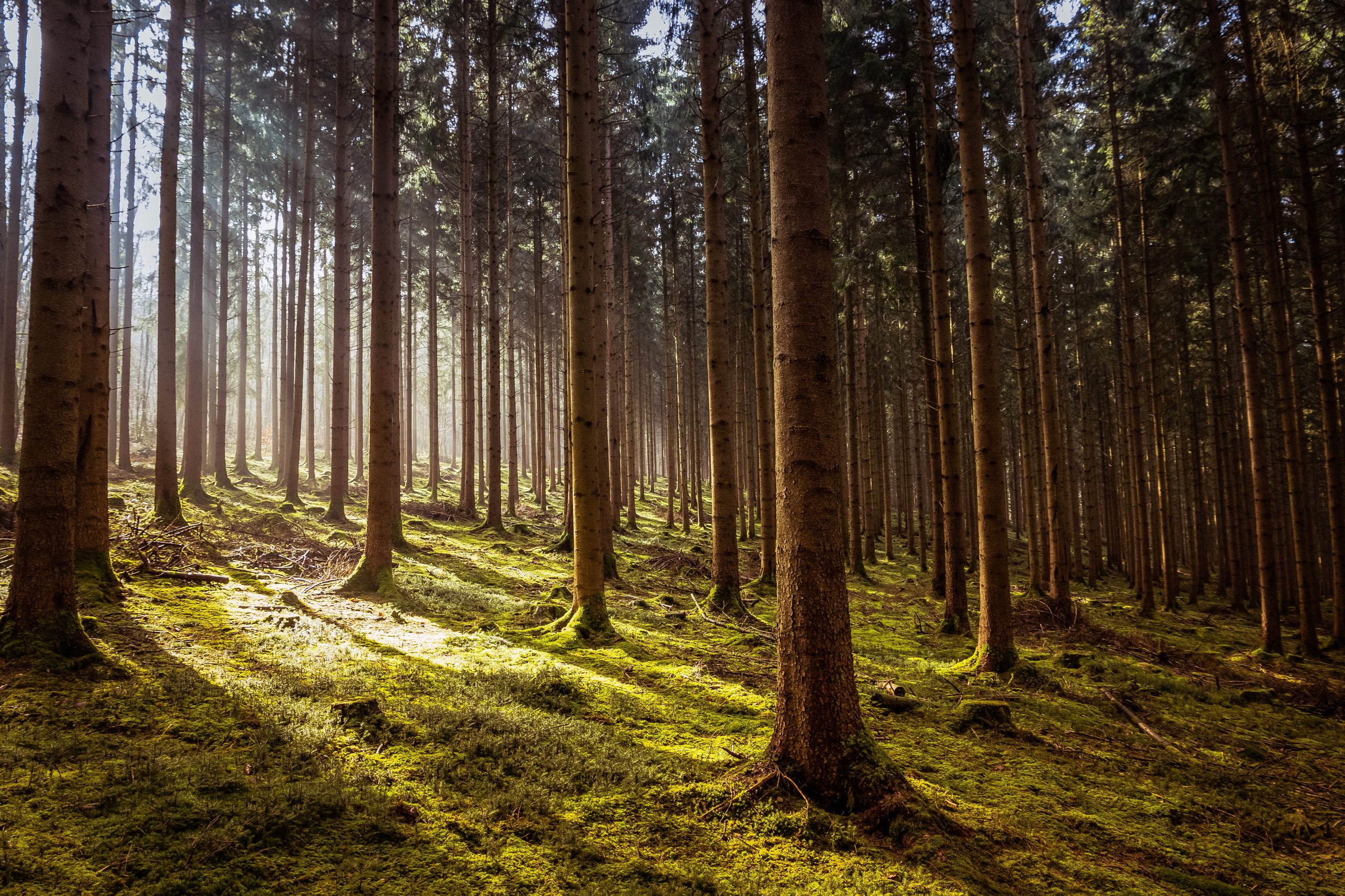 Fastenwandern im sonnigen Fichtenwald im Erzgebirge