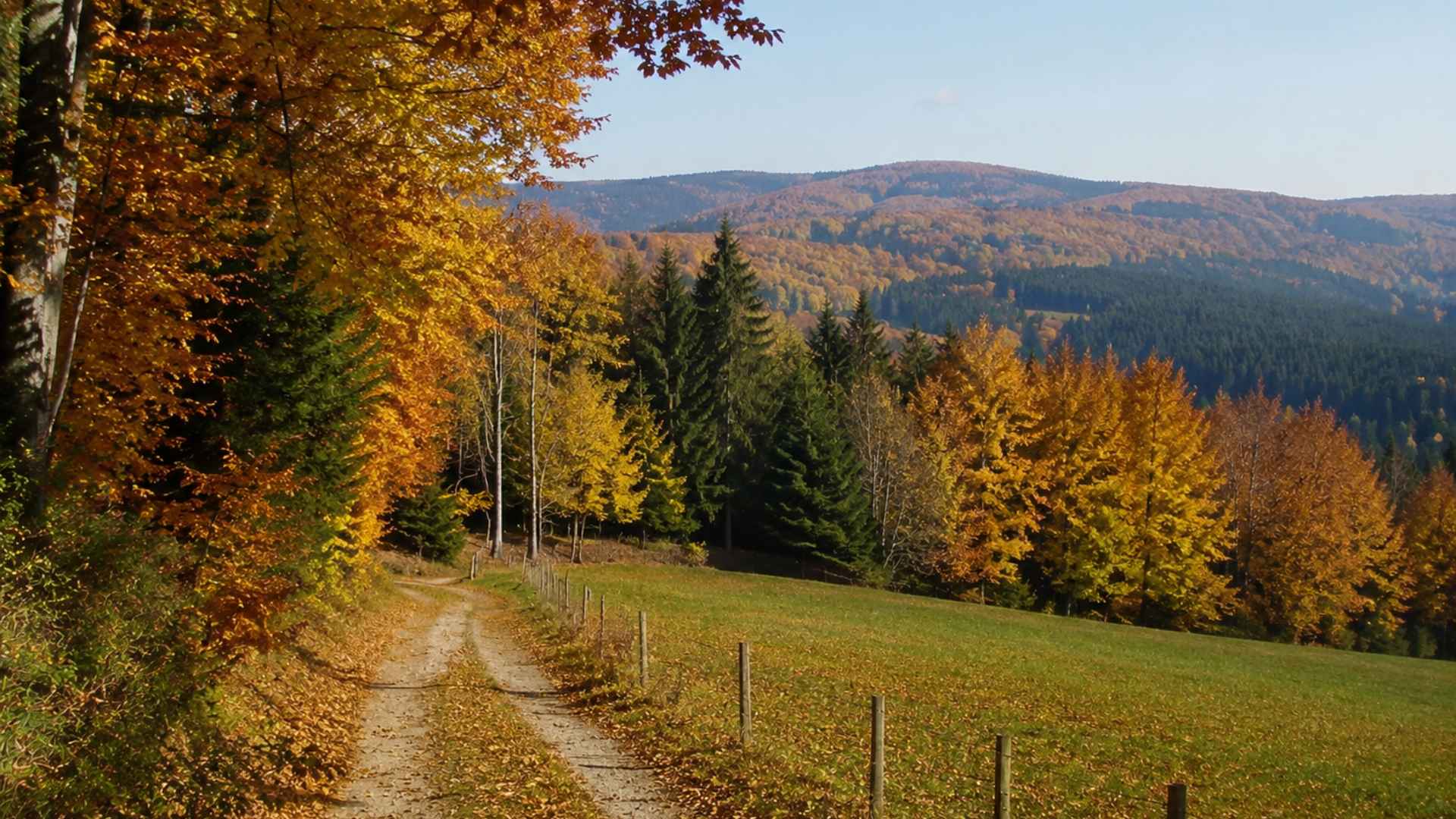 Autumn forest in the Ore Mountains