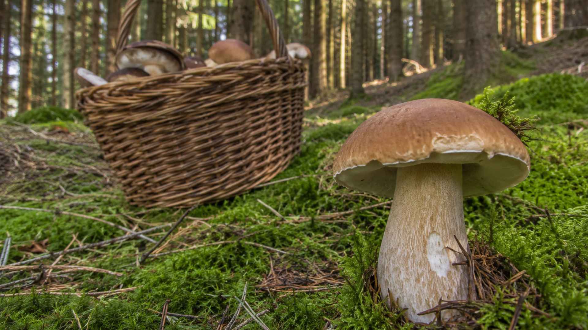 Wild mushrooms in the Ore Mountains