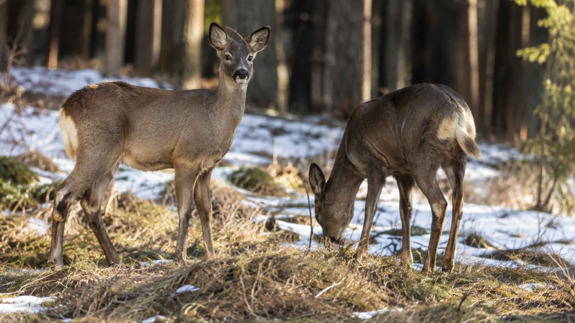 Deer in the winter forest in the Ore Mountains