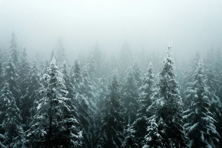 Winterwald vor der Tür